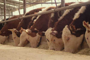 Қазақстанның экспорттық-кредиттік агенттігі өңірлік бизнеске қандай қолдау көрсетіп жатыр