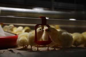 Реанимация прошла успешно: простаивавшее восемь лет предприятие из Костанайской области вышло на экспорт