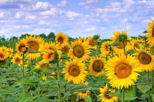 Өсімдік майы — өсу нүктесі.  Мемлекет экспорттаушыларға қалай көмектесуде?