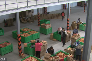 Еңбекшіқазақ ауданында заманауи үлгідегі жеміс-жидек қоймасы ашылды