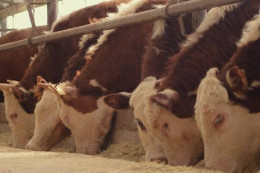 Экспортно-кредитное агентство Казахстана открывает новые возможности для регионального бизнеса