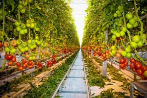 Сделано в Казахстане: лучшие сорта томатов и огурцов без ГМО круглогодично