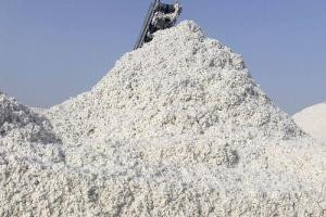 KazakhExport has supported the exportation of domestic cotton fiber to Czechia