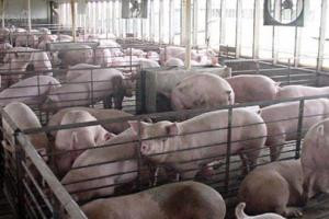 KazakhExport оказал поддержку ТОО «ЖК «Караой» в расширении производственного комплекса